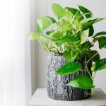انواع گل و گیاه آپارتمانی چه ویژگی هایی دارند؟
